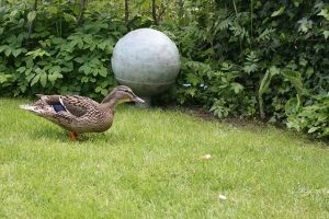 Waterurnen: een natuurlijk afscheid